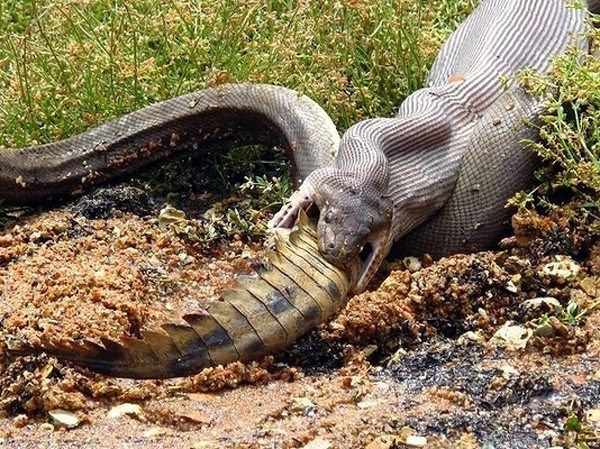 Avustralya’dan Korkmamın 34 Nedeni