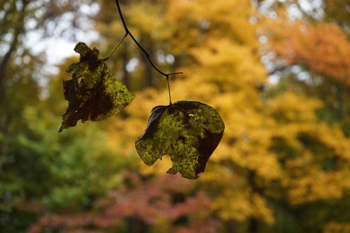 Sony ALpha 7R ile çekilmiş örnek bir kare.